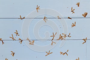 Wood floor with moth
