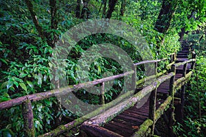 Wood footpath in tropical rain forest in Thailand