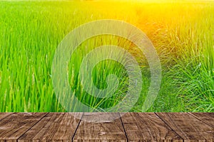 Wood foreground on rice field