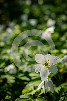 Wood or forest anemone. Flower with white petals and yellow center on the background of green leaves