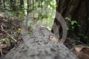 Wood in forest