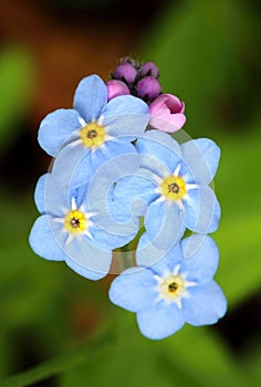 The wood forget me not Myosotis sylvatica