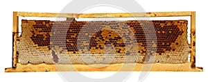 Wood frame with honey comb isolated on white background.