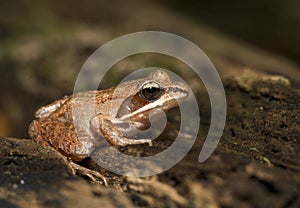 Wood frog