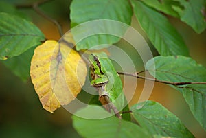 Wood frog on a branch of beech