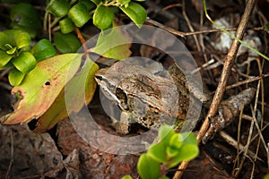 Wood frog with a brown camouflage in fallen leaves among branches