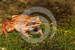 Wood Frog