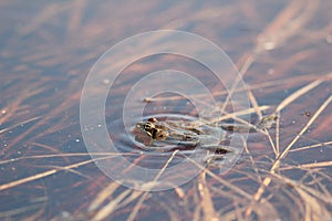 Wood Frog Croaks in Alaskan Pond