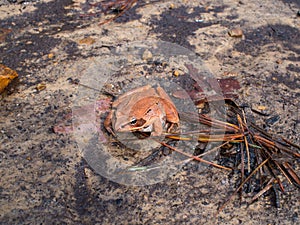 Wood Frog on Dirt Close Up Redish Brown