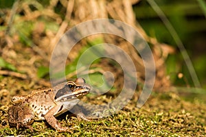 Wood Frog