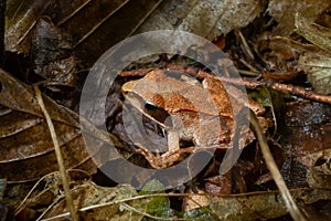 The wood frog, Lithobates sylvaticus or Rana sylvatica. Adult wood frogs are usually brown, tan, or rust-colored, and