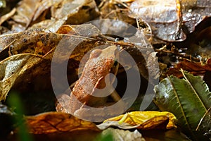 The wood frog, Lithobates sylvaticus or Rana sylvatica. Adult wood frogs are usually brown, tan, or rust-colored, and