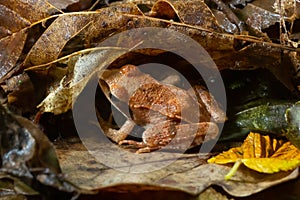 The wood frog, Lithobates sylvaticus or Rana sylvatica. Adult wood frogs are usually brown, tan, or rust-colored, and