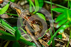 The wood frog, Lithobates sylvaticus or Rana sylvatica. Adult wood frogs are usually brown, tan, or rust-colored, and usually have