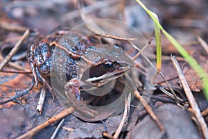 The wood frog Lithobates sylvaticus or Rana sylvatica) has a broad distribution over North America, extending from