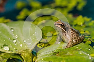 Wood Frog Metamorph