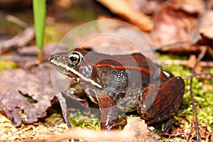 Wood Frog Northwoods Michigan