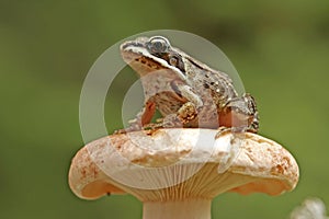 Wood frog (Rana sylvatica)