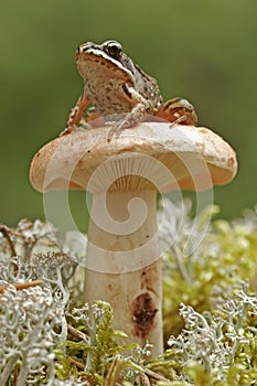 Wood frog (Rana sylvatica)