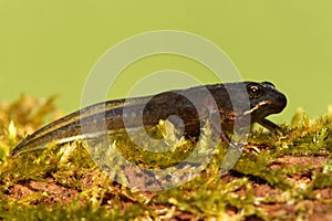 Wood Frog (Rana sylvatica) Pollyfrog