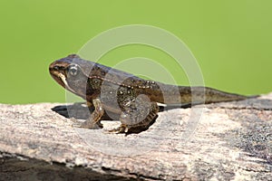 Wood Frog Rana sylvatica Pollyfrog