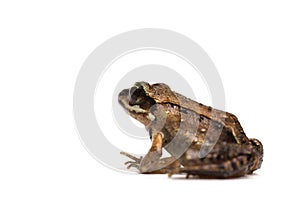 Wood frog (Rana sylvatica) photo