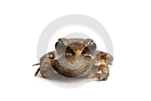Wood frog (Rana sylvatica) photo