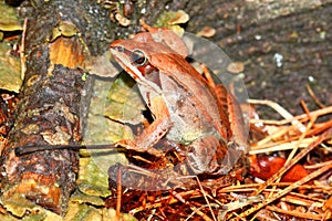 Wood Frog (Rana sylvatica) Wisconsin