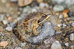 Wood Frog