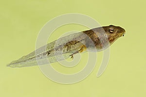 Wood Frog Tadpole & x28;Rana sylvatica& x29;