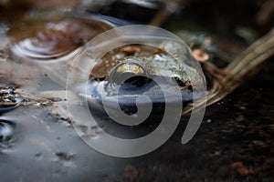 Wood Frog In Water