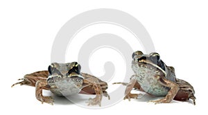 Wood frogs (Rana sylvatica)