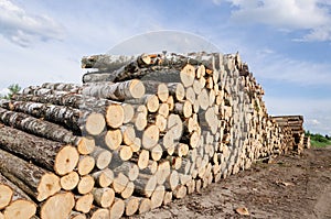 Wood fuel stacks and birch logs near forest