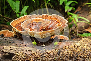 Wood fungi in a tropical forest