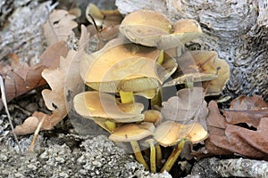 Wood fungus