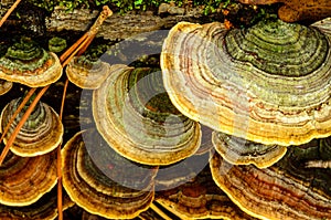 Wood Fungus on the dead tree