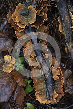 Wood fungus fomitopsidaceae on tree bark. Autumn forest nature.