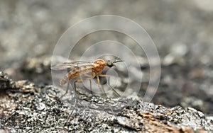 Wood gnat, Sylvicola on aspen wood