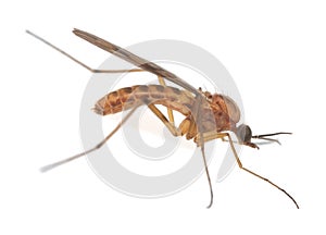 Wood gnat, Sylvicola isolated on white background