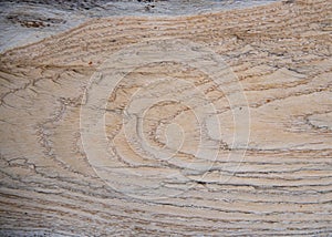 Wood grain of split tree trunk