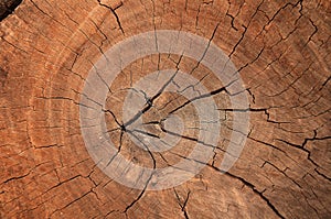 Wood grain texture of old tree stump with cracks in brown tone f