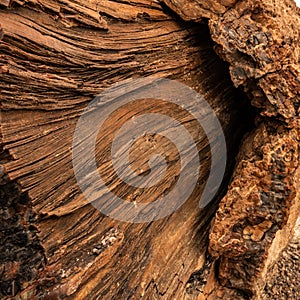 Wood Grain Texture Of Petrified Tree