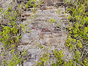 A wood and grass texture background. Un fondo de textura de madera y pasto. photo