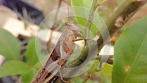 Wood Grasshopper (Valanga nigricornis) perched on a tree branch eating leaves