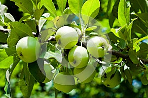 Wood green apples.