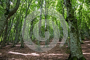 Wood and green foliage