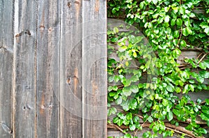 Wood and green ornamental plants , green ivy . space for text or image . Natural background texture