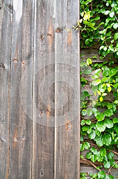 Wood and green ornamental plants , green ivy . space for text or image . Natural background texture