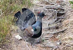 Wood grouse in forest