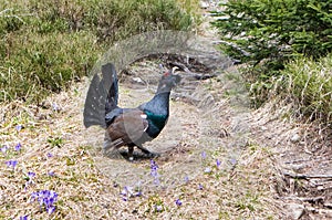 Wood grouse in forest